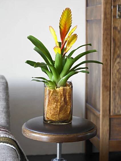 Paradise Orchids - Bromelia
