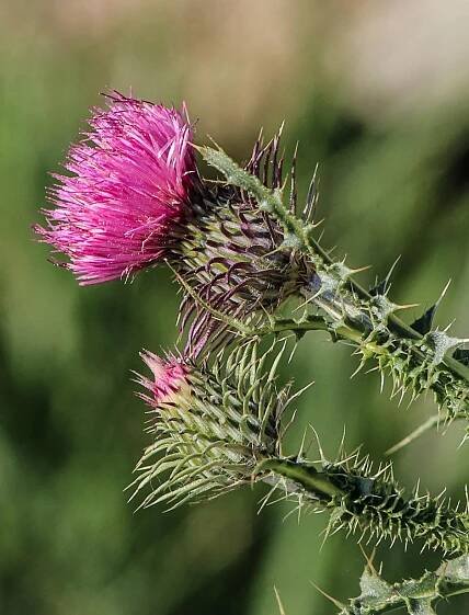 Milk-thistle