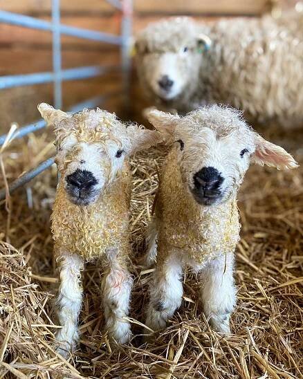 Two lambs standing on hay with a sheep in the background