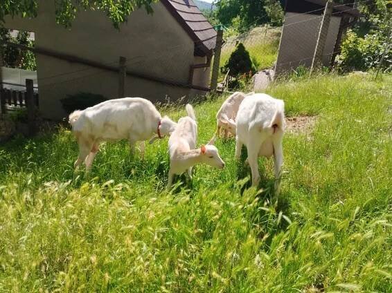 Prodám bezrohatou kozenku | iFauna.cz