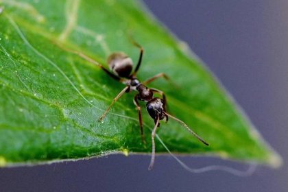 mravenec | iROZHLAS - spolehlivé zprávy