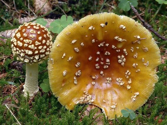 Amanitaceae - muchomůrkovité - myko.cz