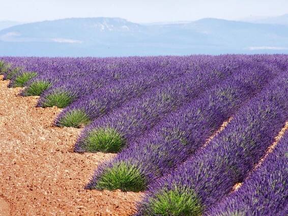 Obrazem: Omamná vůně levandulí v Provence. Užíval si ji i český malíř Kubín