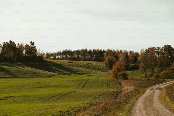 a dirt road going through a lush green field