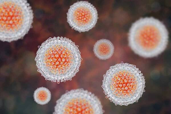 Hepatitis C Viren