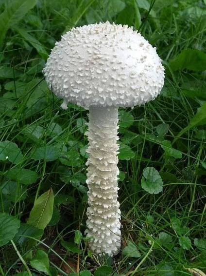 Muchomůrka Vittadiniho - Amanita vittadinii - Kudluv fotoatlas hubKudluv fotoatlas hub