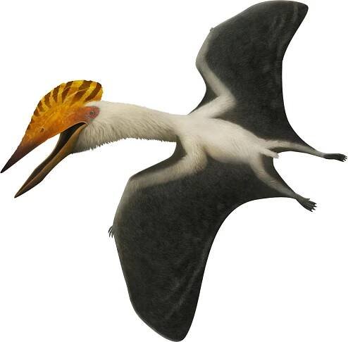 Bakonydraco