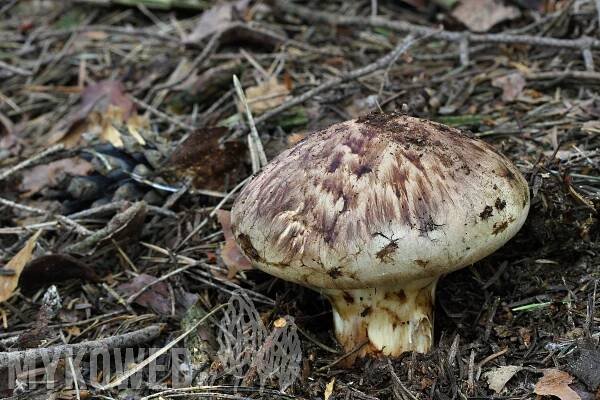 Tricholoma matsutake