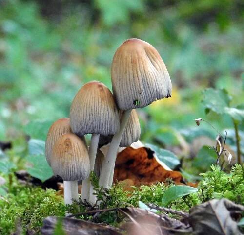 hnojník třpytivý – Coprinellus micaceus, Semilsko - foto: Natálie Stránská 
