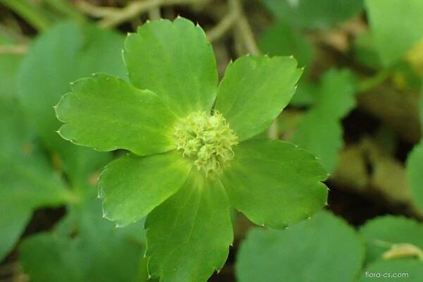 Hvězdnatec zubatý (Hacquetia epipactis)