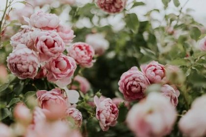 You Absolutely Need These 45 Stunning Flowers in Your Garden