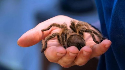 Jak vypad�á největší pavouk na světě? O rekord se dělí dva druhy