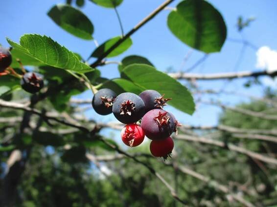 Saskatoon Berry Wine: How to Make it