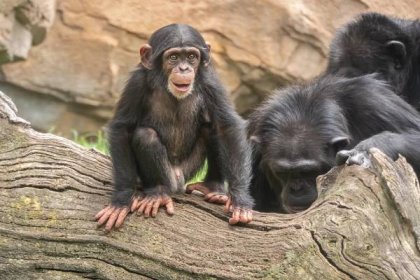 šimpanz (pan troglodytes), velká opice původem z lesů a savan tropické afriky a nejbližší žijící příbuzní lidí. - chimpanzee forest - stock snímky, obrázky a fotky