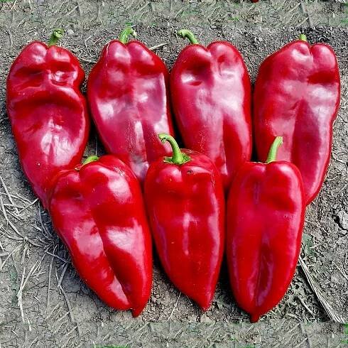 Cena: €17.00 – 1100+ semena obří sladká paprika Sloní ucho