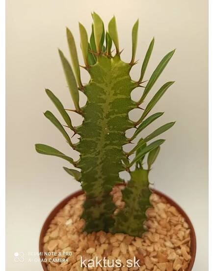 Sukulenty | Euphorbia trigona /30cm/ | kaktus.sk - kaktusy, sukulenty