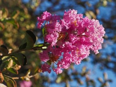 Crepe flower or Crape Myrtle, pink blossom, close up. Lagerstroemia indica is deciduous tree, popular flowering plant of the family Lythraceae.