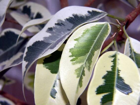 Žloutnutí listů u fíkusu: Ficus benjamina
