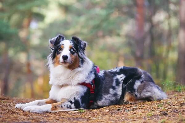 modrý merle australský ovčák ležící v lese - bobtail - stock snímky, obrázky a fotky