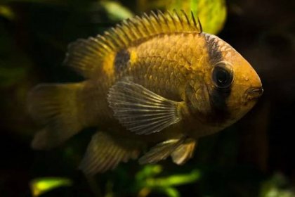 Keyhole Cichlid (Cleithracara maronii): Care Guide - Fish Laboratory