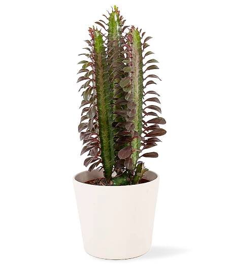 Euphorbia trigona Rubra Ø12cm