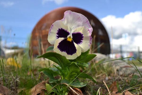 International Plantings – The Pansy Project 