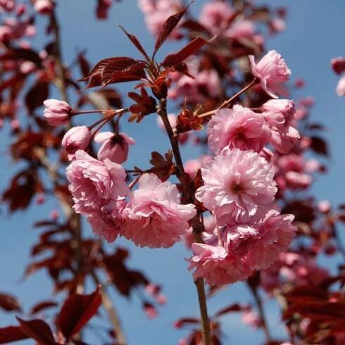 Sakura ozdobná ROYAL BURGUNDY 120cm