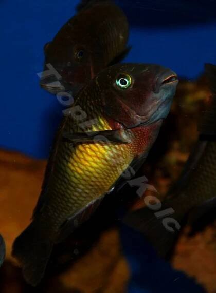 Tropheus sp. Kasanga red rainbow | E-shop | SERA.SK