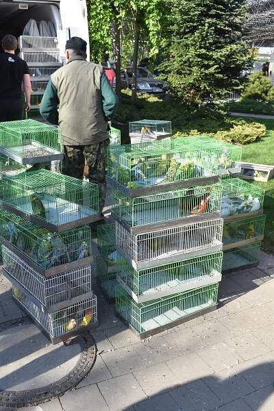 Papoušci, králíci i slepice. Výstaviště opět patřilo chovatelů
