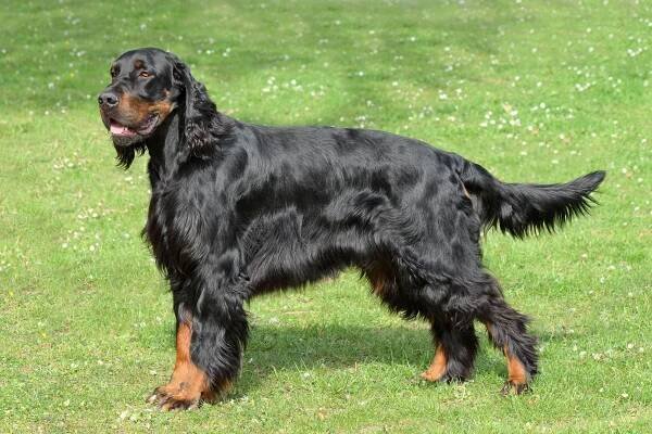 Chovatel Gordon Setter