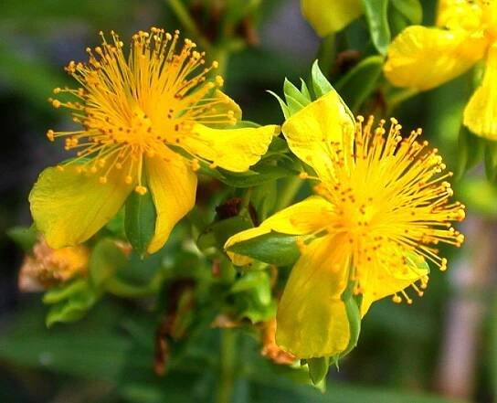 Hypericum dolabriforme (glade St. John's-wort), Floyd County, Georgia