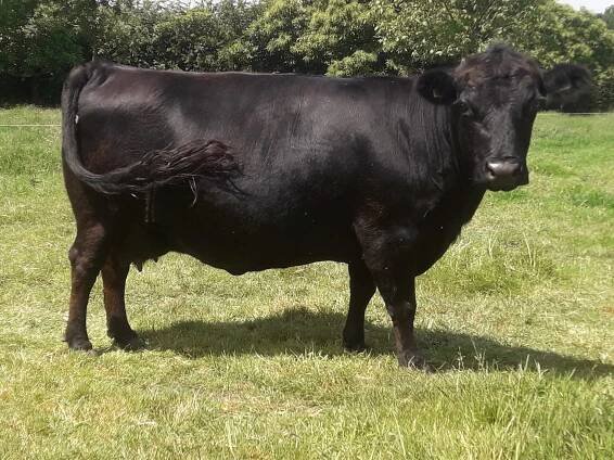 PorcPrunus Olga Pp VG89 | Dexter mini-koeien van stal PorcPrunus