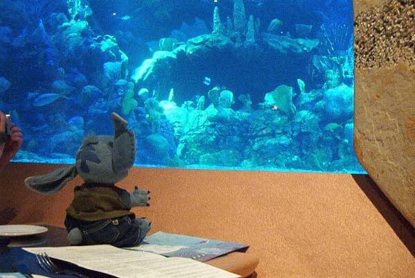 Stitch's Travel Pics