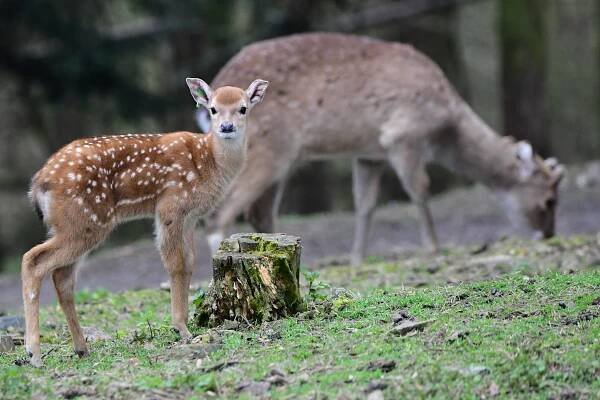 Sika vietnamský | Zoo Olomouc - Svatý Kopeček