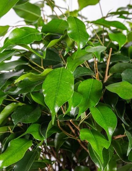 Fíkus, Ficus Benjamina, spirálový kmínek, skladem | ZAZUMi.cz