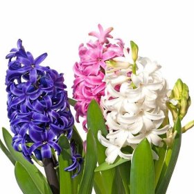 Hyacinty směs – Hyacinthus – hyacinty – cibule – pěstování