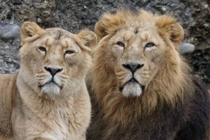 Bezplatný obrázek: lev, kočkovitá šelma, kočka, divoká zvěř, predátor, masožravec, zvíře, divoká