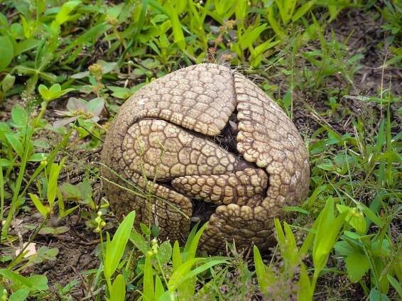V liberecké zoo se narodil pásovec kulovitý – EpochálníSvět.cz