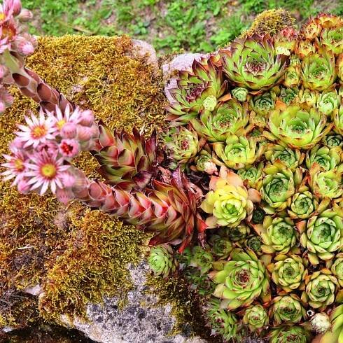 Netřesk střešní - Sempervivum tectorum - semena - 30 ks od 46 Kč - Heureka.cz