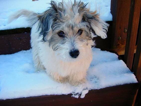Soubor:Coton De Tulear.jpg – Wikipedie