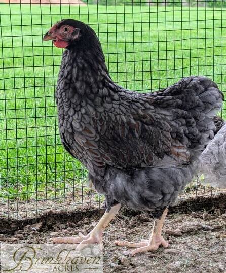 Blue Laced Red Wyandotte Started birds