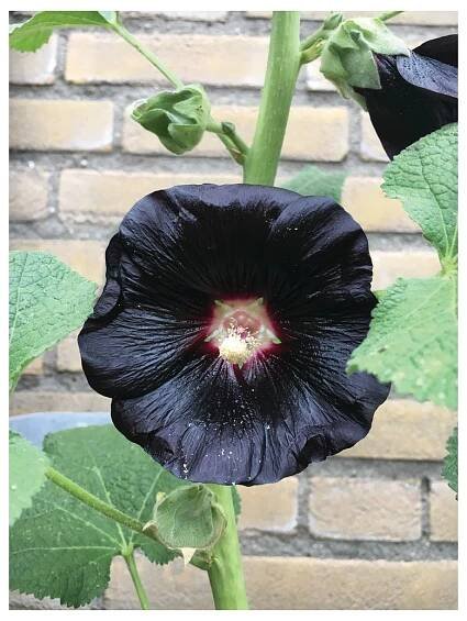 Alcea nigra