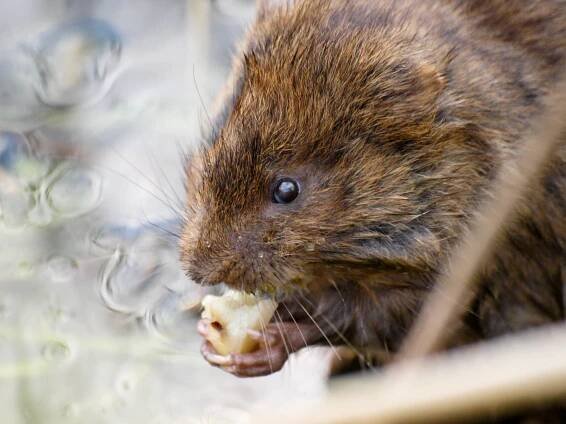 Water vole