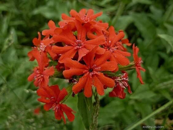 Kohoutek chalcedonský (Lychnis chalcedonica)
