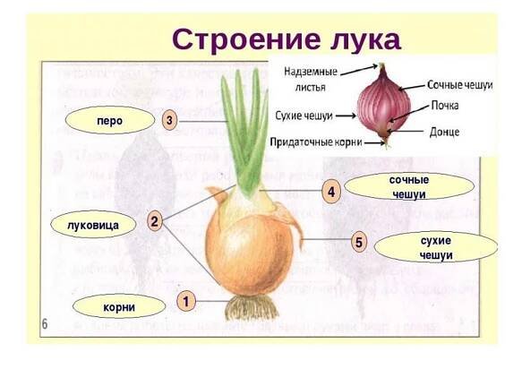 Схема посева лука репчатого
