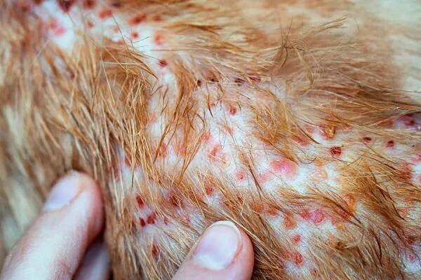 Prsty ukazující na onemocnění na kočičí kůže, dermatitida v psa, kůže laminát a psí srst fallen — Stock obrázek
