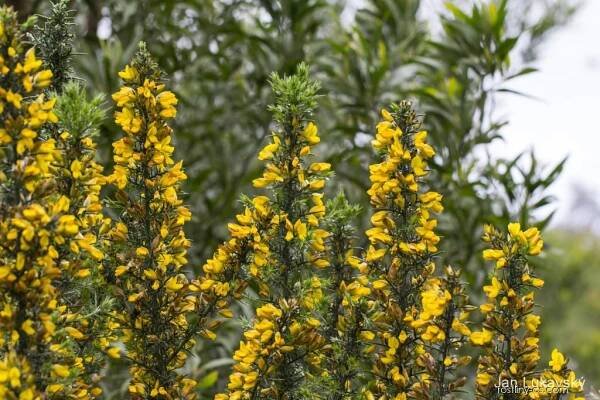 Hlodáš evropský (Ulex europaeus)