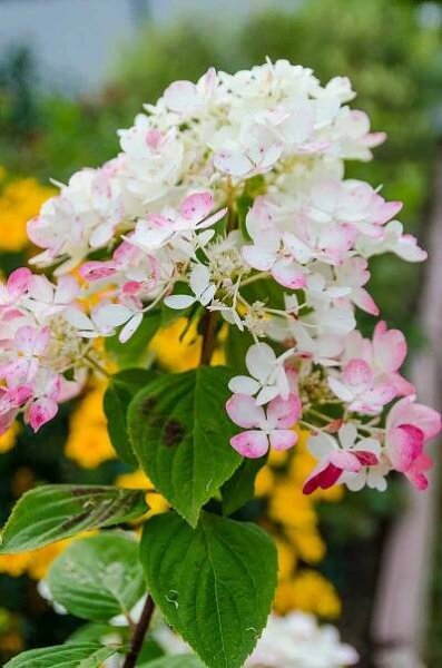 Hortenzie latnatá, Hydrangea paniculata Wim's Red, bílo - červená, kontejner 4 l | ZAZUMi.cz