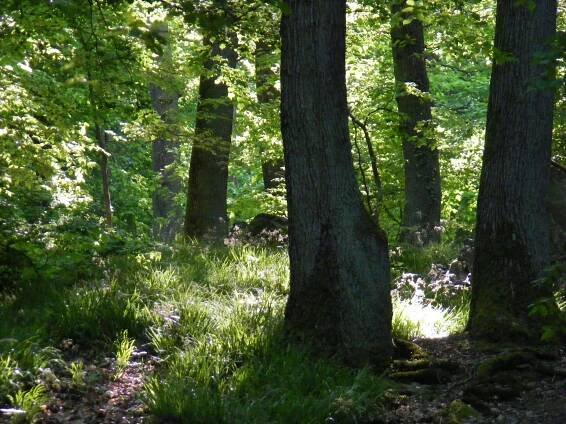 Documenting, protecting and using biological diversity - State of Hesse to fund LOEWE-TBG for another three years