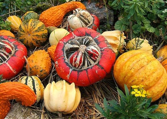 Cucurbitales - Wikipedia